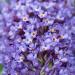 Sadnice - žbunaste vrste: Letnji jorgovan - Buddleja davidii `Nanho Blue` 3GOD, slika2