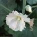 Sadnice - žbunaste vrste: Ukrasni slez - Alcea rosea white SADNICE, slika1