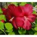 Seme cveća: Močvarni hibiscus Crveni - Hibiscus moscheutos SEME, slika1