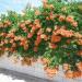 Sadnice - puzavice: Tekoma - Campsis radicans 2 god., slika2
