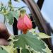 Sadnice - sobne biljke: Abutilon - Thompsonii, slika2