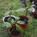 Sadnice - žbunaste vrste: Aucuba japonica variegata, slika3