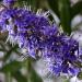 Sadnice - žbunaste vrste: Konopljika, divlji biber (Vitex agnus castus) 2 god., slika1