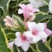 Sadnice - žbunaste vrste: Jasmin - Weigela Šarenlisna, slika1