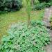 Perene:  Zdravac-Geranium , slika1
