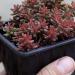 Perene: Sedum album Coral Carpet, slika1