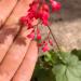 Perene: Heuchera sanguinea, Primer cveta