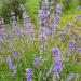 Začini i lekovito bilje: Lavanda , slika4