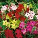 Seme cveća: UKRASNI DUVAN (NICOTIANA AFFINIS) - 80 SEMENA, slika3