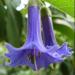 Sadnice - sobne biljke: BLUE BRUGMANSIA (Iohroma australis) BILJKA ), slika3