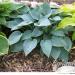 Perene: HOSTA   - SADNICA, slika3