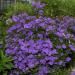 Sadnice - sobne biljke: ENCIAN DRVO (Solanum rannonetii) BILJKA, slika1