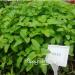 Začini i lekovito bilje: MATIČNJAK (MELISSA OFFICINALIS)- 100 SEMENA, slika2
