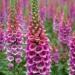 Seme cveća: NAPRSTAK (Digitalis purpurea) - 100+ semena, slika2