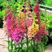 Seme cveća: NAPRSTAK (Digitalis purpurea) - 100+ semena, slika3