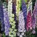 Seme cveća: DELFINIJUM (DELPHINIUM AJACIS) - 50 SEMENA MIX BOJA, slika2