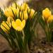 Lukovice: JESENJI KROKUS (STERNBERGIA LUTEA) - 10 lukovica, slika2
