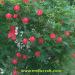 Seme cveća: KIPARSKA LOZA (IPOMEA *CARDINAL*) - 10 SEMENA, slika2