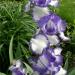 Perene: IRIS BLUE STACCATO sadnica/rizom, slika2