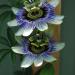Sadnice - sobne biljke:  PASSIFLORA CAERULEA - BILJKA, slika3