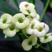 Sadnice - sobne biljke: HRISTOV TRN (EUPHORBIA MILII) -  BILJKA , slika2