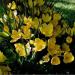 Lukovice: JESENJI KROKUS (STERNBERGIA LUTEA) - 10 lukovica, slika3