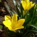Lukovice: JESENJI KROKUS (STERNBERGIA LUTEA) - 10 lukovica, slika1