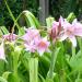 Sadnice - sobne biljke: KRINUM (CRINUM X POWELLII) - SADNICA, slika2