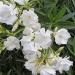 Sadnice - žbunaste vrste: BELI OLEANDER - DUPLI CVET - SADNICA, slika3