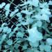 Sadnice - drveće: EUCALYPTUS GUNNII  - SADNICA, slika3