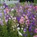 Seme cveća: VISOKI ZVONČIĆ(CAMPANULA MEDIUM) -100 SEMENA, slika1