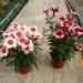 Seme cveća: KINESKI KARANFIL (DIANTHUS CHINENSIS) - 50 SEMENA, slika4