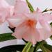 Sadnice - žbunaste vrste: OLEANDER DUPLI CVET - SADNICA , slika2
