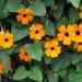 Seme cveća:  CRNOOKA SUZANA (THUNBERGIA ALATA) - 10 SEMENA , slika4
