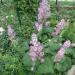 Začini i lekovito bilje: MUSKATNA ŽALFIJA (SALVIA SCLAREA) - 50 SEMENA, slika1