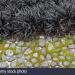 Trave: CRNA TRAVA (OPHIOPOGON NIGRISCENS) SADNICA , slika3