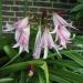 Sadnice - sobne biljke: KRINUM (CRINUM X POWELLII) - SADNICA, slika3