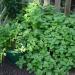 Začini i lekovito bilje: MOJITO NANA (MENTHA PIPERITA) - 100 SEMENA, slika2
