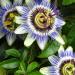 Sadnice - sobne biljke:  PASSIFLORA CAERULEA - BILJKA, slika1