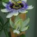Sadnice - sobne biljke:  PASSIFLORA CAERULEA - BILJKA, slika2