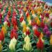 Seme cveća: PETLOVA KRESTA (Celosia plumosa) - 60 semena, slika1
