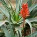 Sadnice - sobne biljke: ALOE VERA - BILJKA, slika1