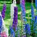 Seme cveća: DELFINIJUM (DELPHINIUM AJACIS) - 50 SEMENA MIX BOJA, slika3