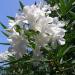 Sadnice - sobne biljke: BELI OLEANDER - SADNICA , slika3