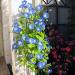 Seme cveća: LADOLEŽ *HAEVENLY BLUE* - 20 semena , slika3