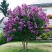 Sadnice - žbunaste vrste: INDIJSKI JORGOVAN (LAGERSTROEMIA INDICA) - SADNICA, slika2