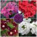 Seme cveća: VRBENA (Verbena hybrida) - 40 semena, slika3