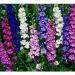Seme cveća: DELFINIJUM (DELPHINIUM AJACIS) - 50 SEMENA MIX BOJA, slika1