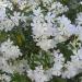 Sadnice - sobne biljke: BELI OLEANDER - SADNICA , slika1