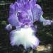 Perene: IRIS BLUE STACCATO sadnica/rizom, slika1